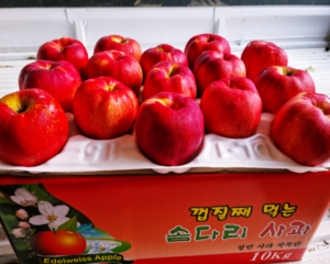 홍로   10Kg  